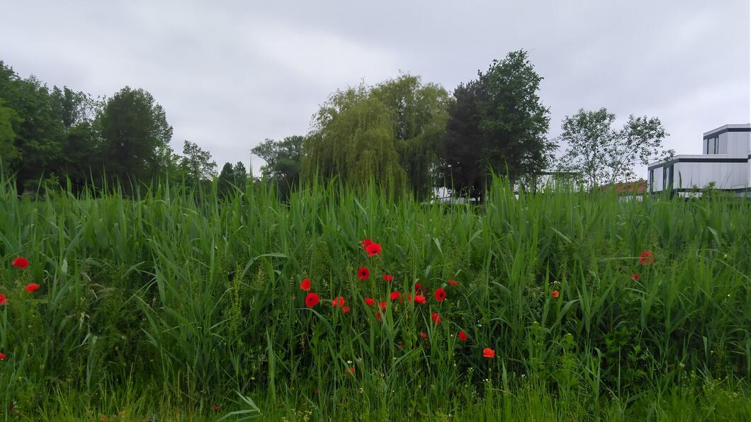 Groen_Foto GroenLinks Deventer