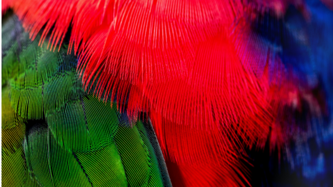 Groene, rode en paarse veren